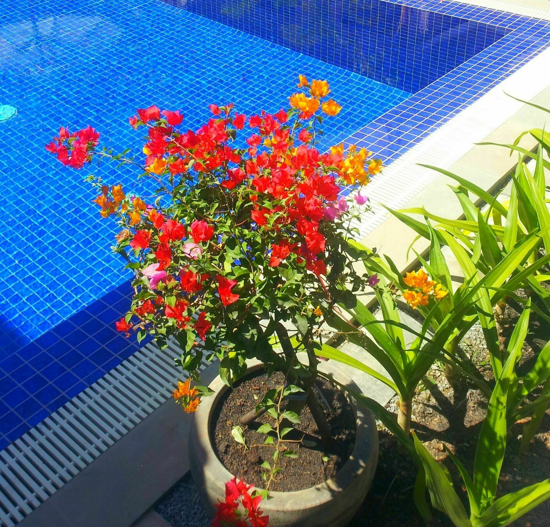 Sweet Mango Villa سيام ريب المظهر الخارجي الصورة